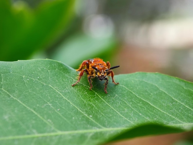 Insektenfotografie