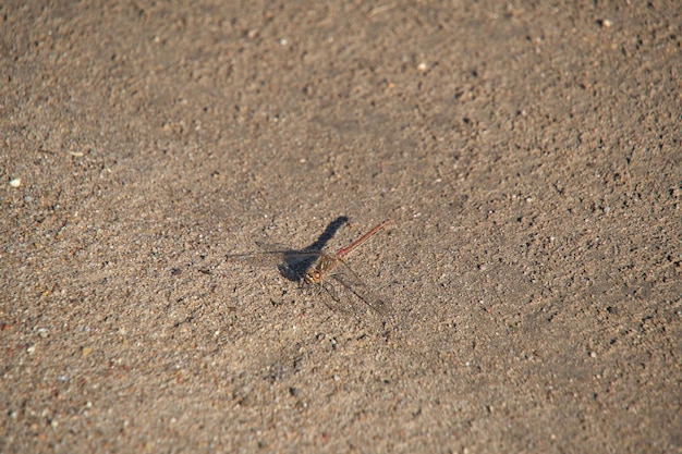 Insektenlibelle sitzt bei heißem, sonnigem Wetter auf heißem Sand