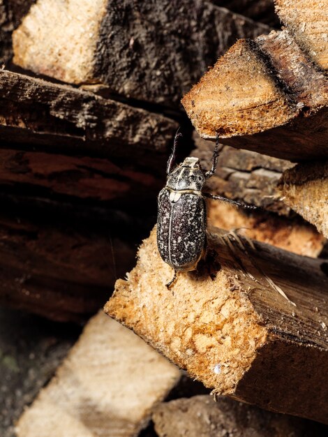 Insektenschädling - Maikäfer sitzt auf einem Bretterschnitt. Nahaufnahme, Kopienraum.