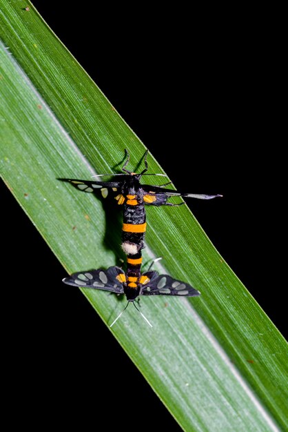 Insektenzucht auf dem grünen Blatt