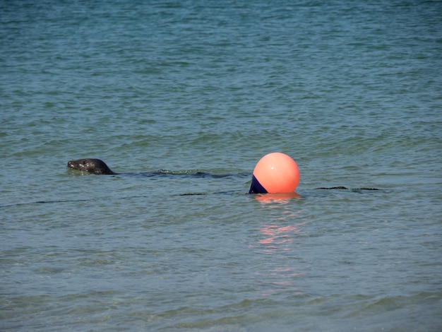 Insel Helgoland