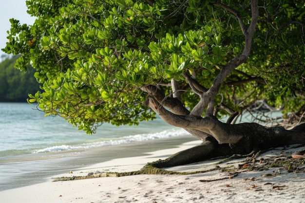 Insel Moyenne Beach im Seychellen Marine National Park