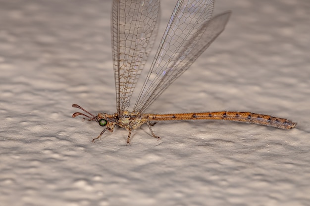 Inseto Antlion Adulto da Família Myrmeleontidae