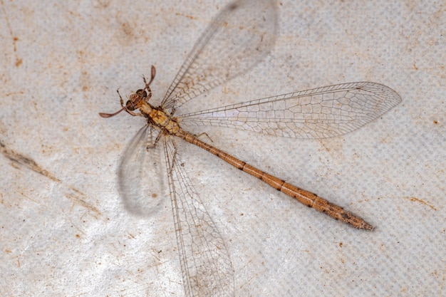 Inseto antlion adulto da família myrmeleontidae