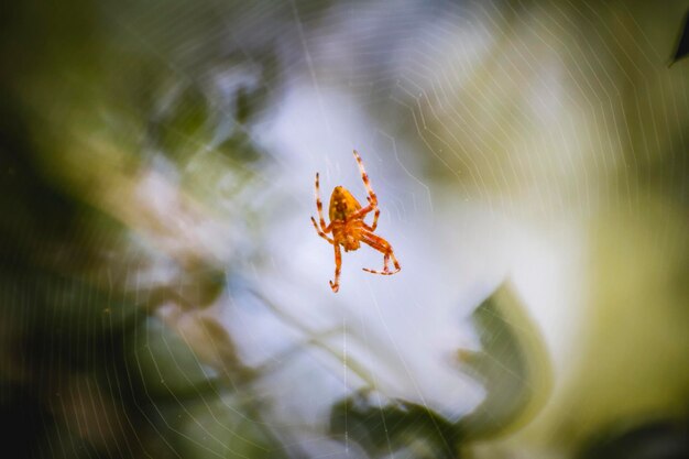 inseto, aranha laranja no centro de uma teia de aranha