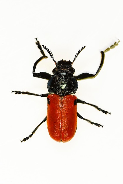 Inseto besouro Labidostomis lusitanica da família Chrysomelidae