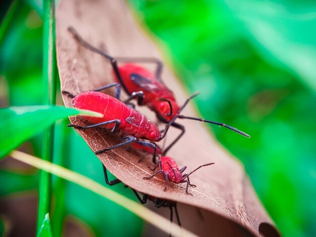 inseto besouro macro natureza folha mosca animal closeup