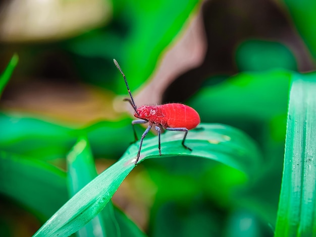 inseto besouro macro natureza folha mosca animal closeup