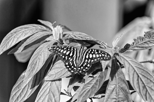 Inseto borboleta ou mariposa com asas de cor preta e manchas brancas sentadas em folhas de plantas verdes com flores desabrochando amarelas em dia ensolarado de verão em fundo natural Beleza da natureza Vida selvagem