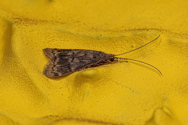 Inseto caddisfly adulto