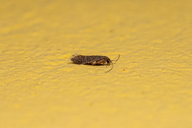 Inseto Caddisfly adulto