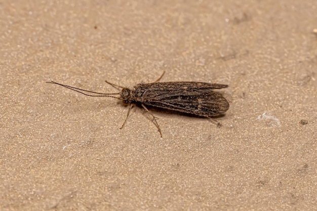 Inseto Caddisfly adulto