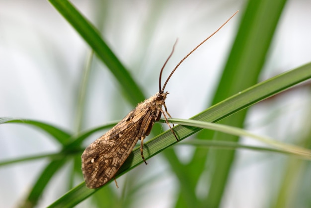 Inseto Cadisfly Adulto da Ordem Trichoptera