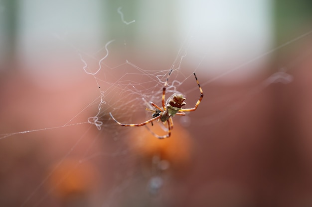 Inseto comedor de aranha