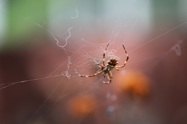 Inseto comedor de aranha