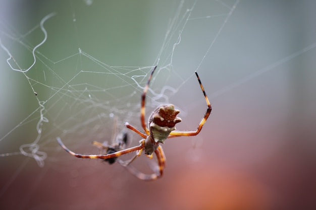 Inseto comedor de aranha