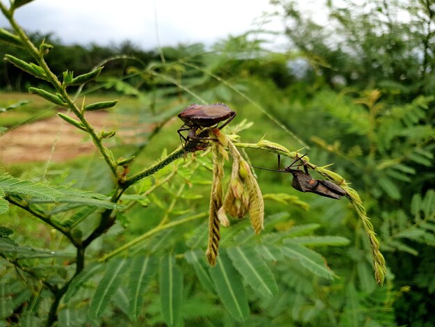 A Mosca Cega Folha1 - BethLandim