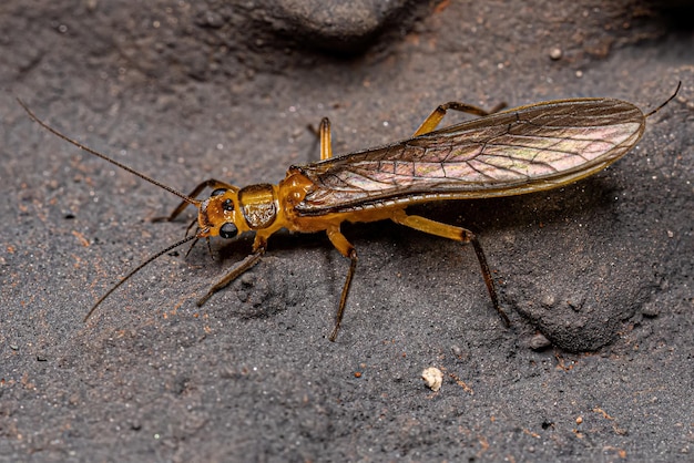 Inseto comum adulto Stonefly