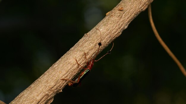 Inseto conhecido como comedor de guitarra empoleirado em um ramo castanho Compsocerus violaceus