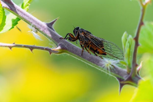 Inseto da família cicadidae de cigarras em galho de árvore