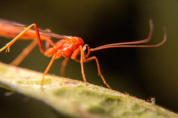 inseto de abelha vermelha estranho com estilo de fotografia macro