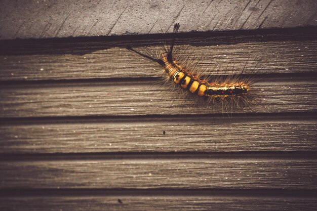 Inseto de inseto animal caterpillar na natureza andando na parede de madeira velha de fundo jardim