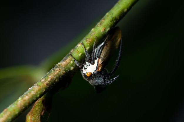 Inseto de macro na folha