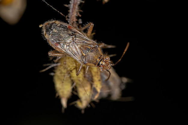 Inseto de planta adulta sem cheiro da família Rhopalidae