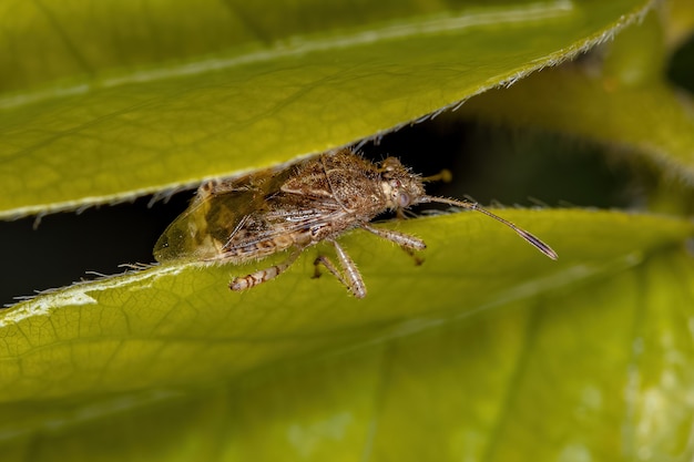 Inseto de planta adulta sem cheiro da subfamília Rhopalinae