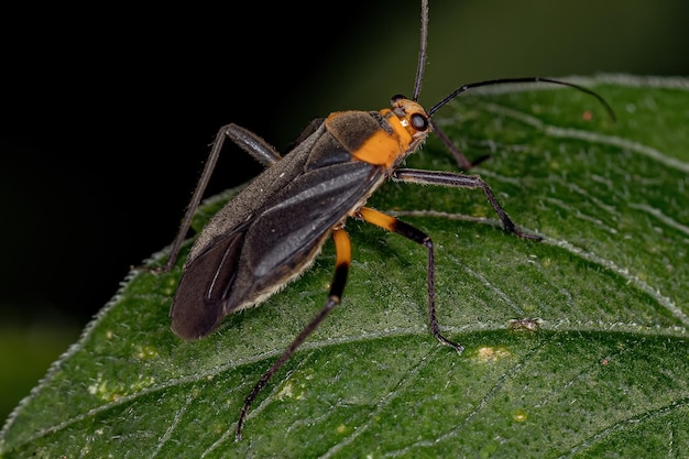 Inseto de planta adulto da família Miridae