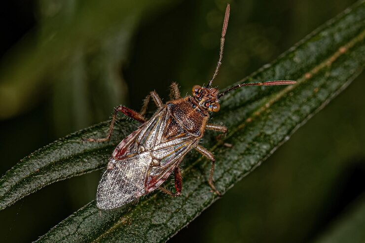Foto inseto de planta sem cheiro adulto