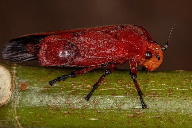 Inseto Froghopper Vermelho Adulto da Família Cercopidae