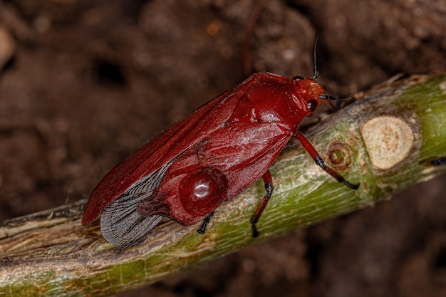 Inseto Froghopper Vermelho Adulto da Família Cercopidae