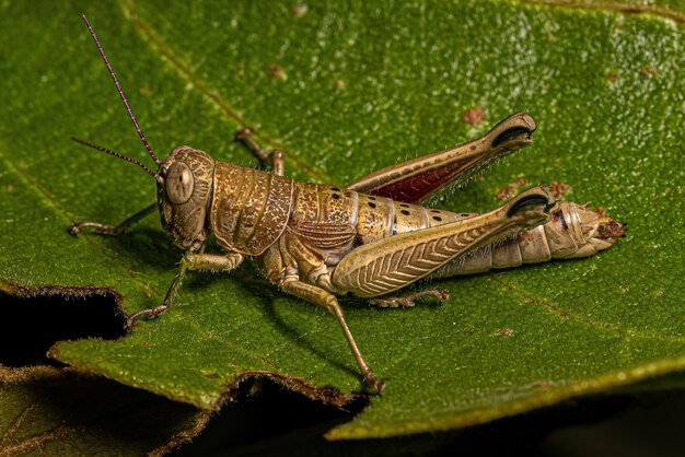 Inseto gafanhoto de garganta espessada