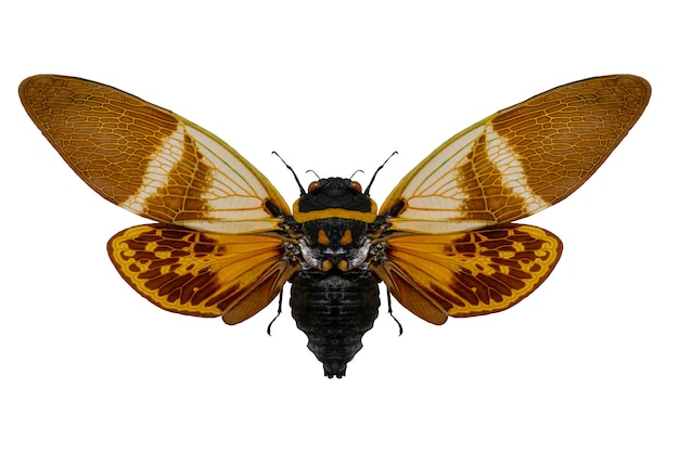 Inseto grande. anganiana flordula cigarra voando inseto. asas e antenas de um inseto voador. o mundo da vida selvagem.