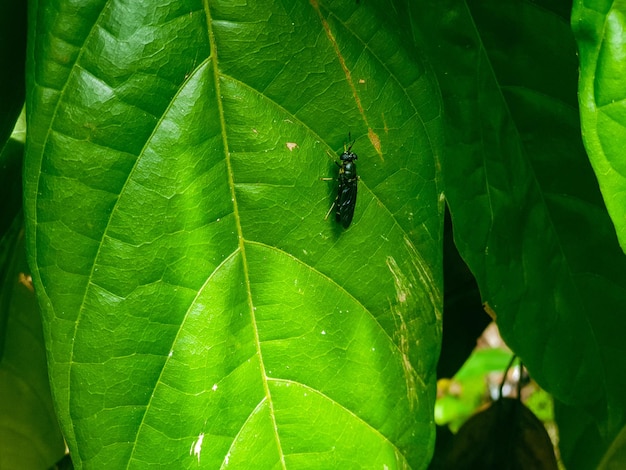 Inseto na folha verde no jardim