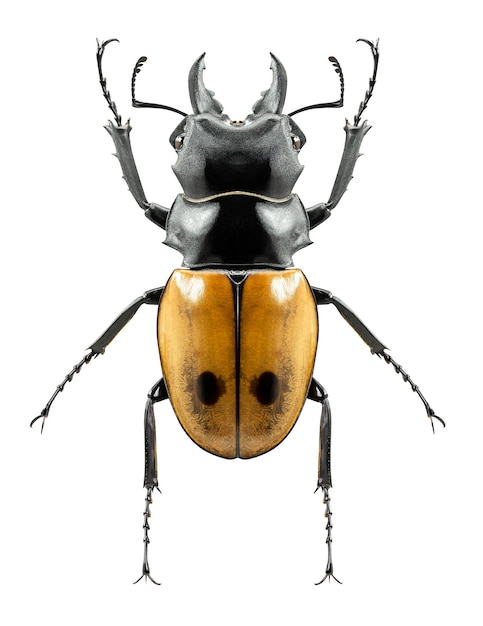 Inseto Odonotokabis mouboti, macho e fêmea, isolado no fundo branco
