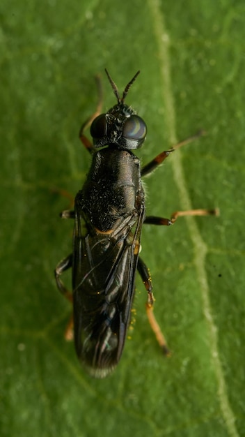 Inseto preto e amarelo Mosca Sierra del Sen del Campo Adurgoa gonagra