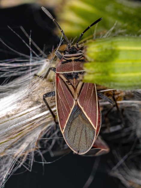 Foto inseto semente cruzado branco adulto do gênero neacoryphus