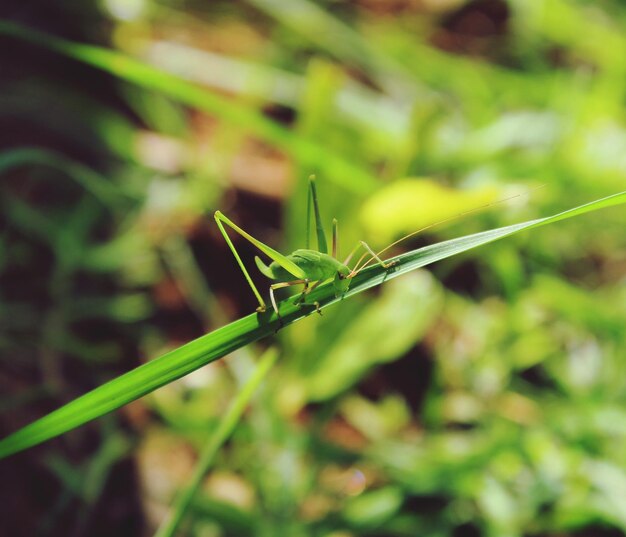 Inseto verde em uma planta