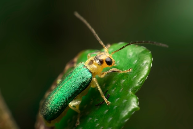 inseto verde no fundo da folha verde