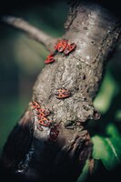 Inseto vermelho de pyrrhocoris apterus na foto macro de casca de árvore
