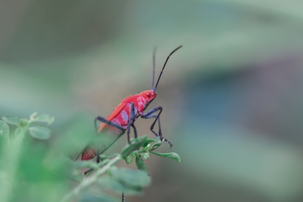 Inseto vermelho em um galho