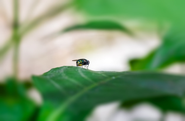 Inseto voador comum sentado em uma folha verde