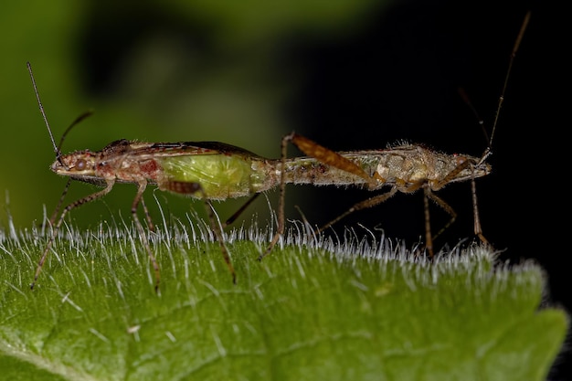 Insetos adultos de plantas sem cheiro do acoplamento Genus Xenogenus