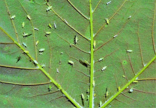 Insetos Aphidoidea nocivos