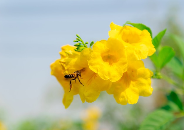 Insetos comendo néctar em flores e natureza