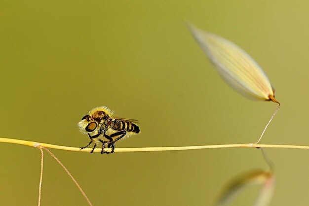 Insetos dipteros em seu ambiente natural macro fotografia