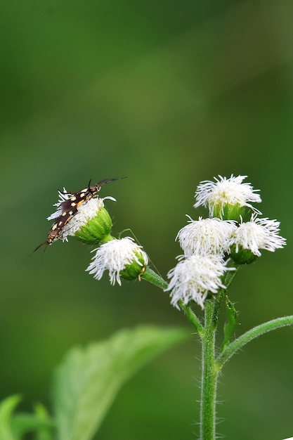 insetos em flores