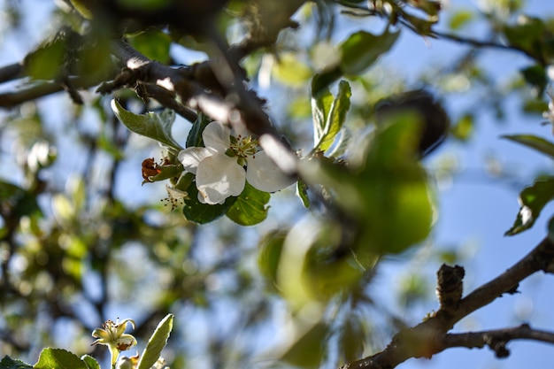 Insetos em um galho de árvore na floresta